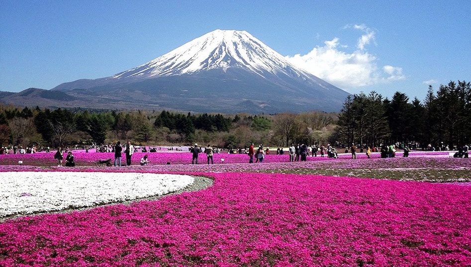 Fuji Shibazakura, JAPAN